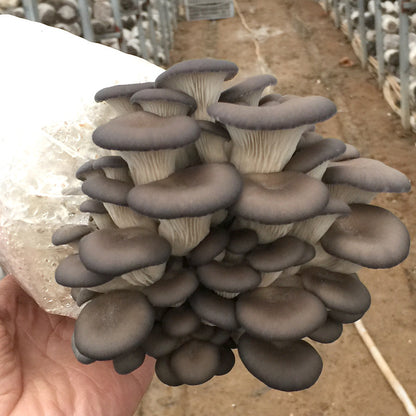 Mushroom Planting Package